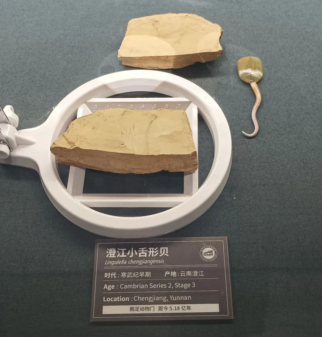 澄江小舌型贝Lingulella chengjiangensis化石  南京古生物博物馆藏