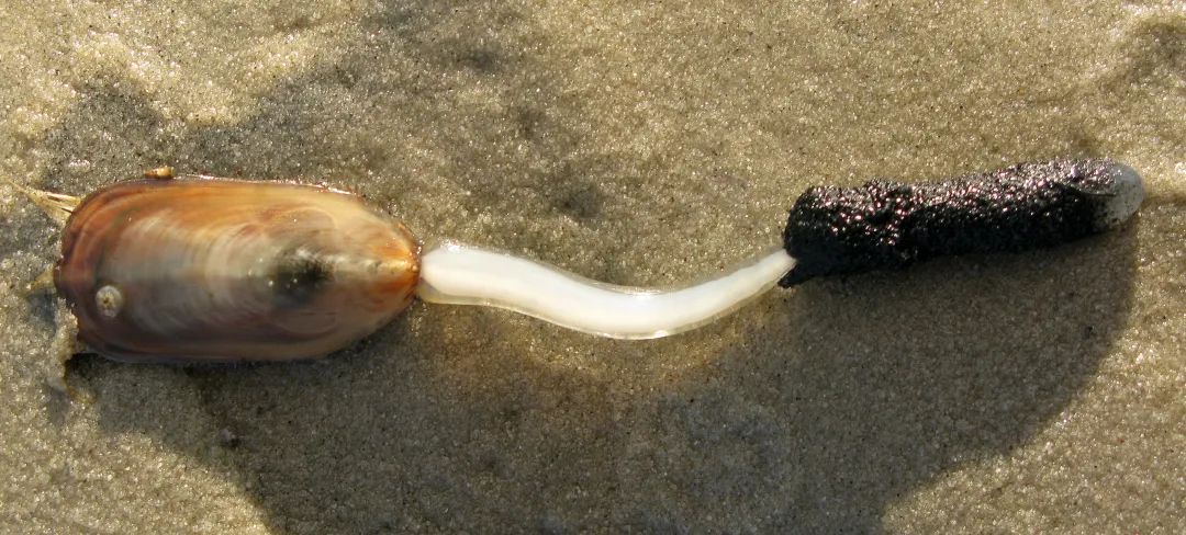 鸭嘴海豆芽Lingula anatine南海有分布