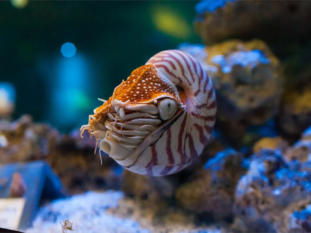 珍珠鹦鹉螺Nautilus pompilius  南海有分布