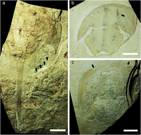 鲎属Tachypleus syriacus化石