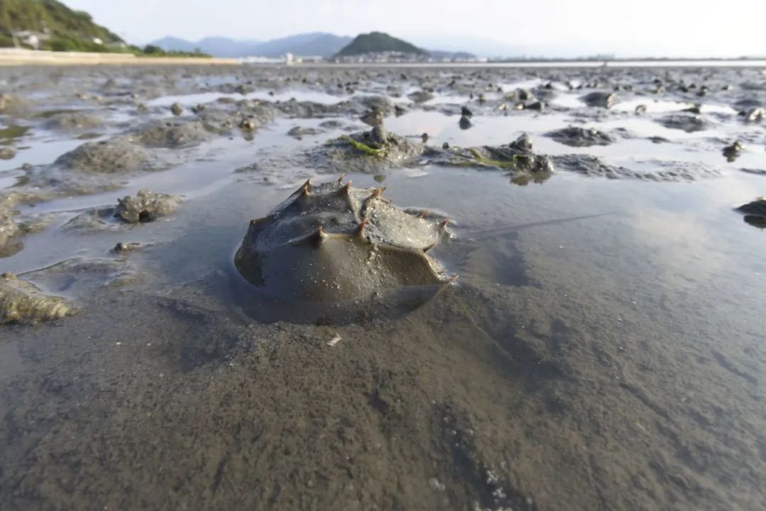 中国鲎Tachypleus tridentatus  南海有分布