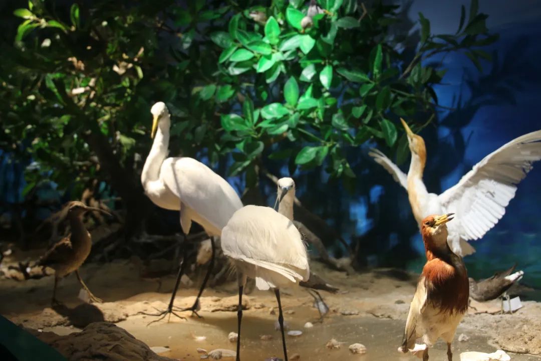 展厅红树林生态系统模拟场景