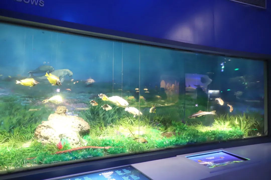 展厅海草床生态系统模拟场景