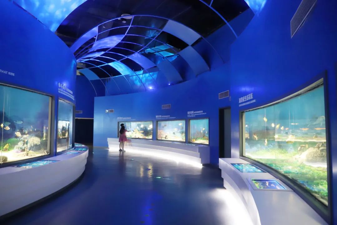 小型海洋生物展示区