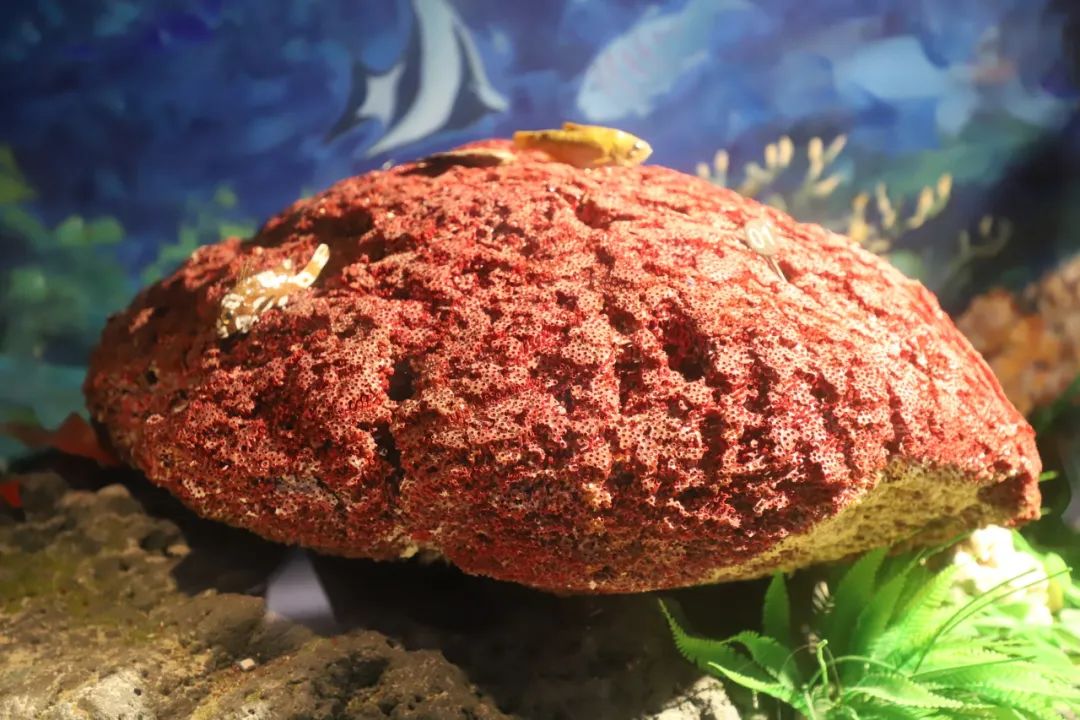 笙珊瑚