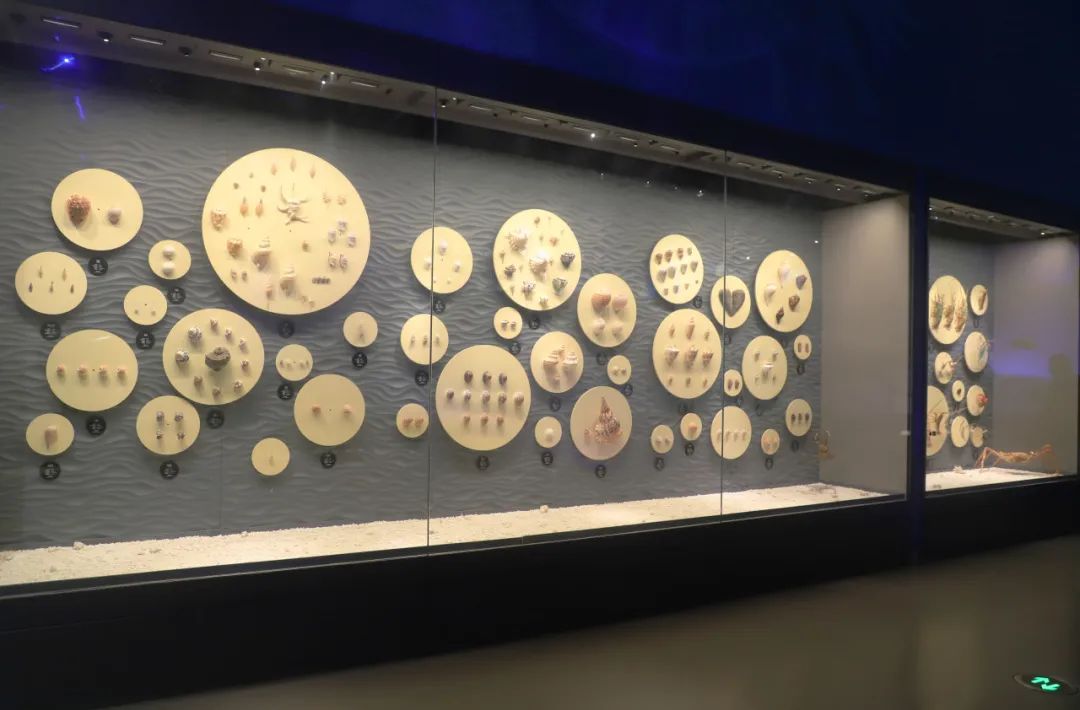 南海软体动物和节肢动物的标本展示区
