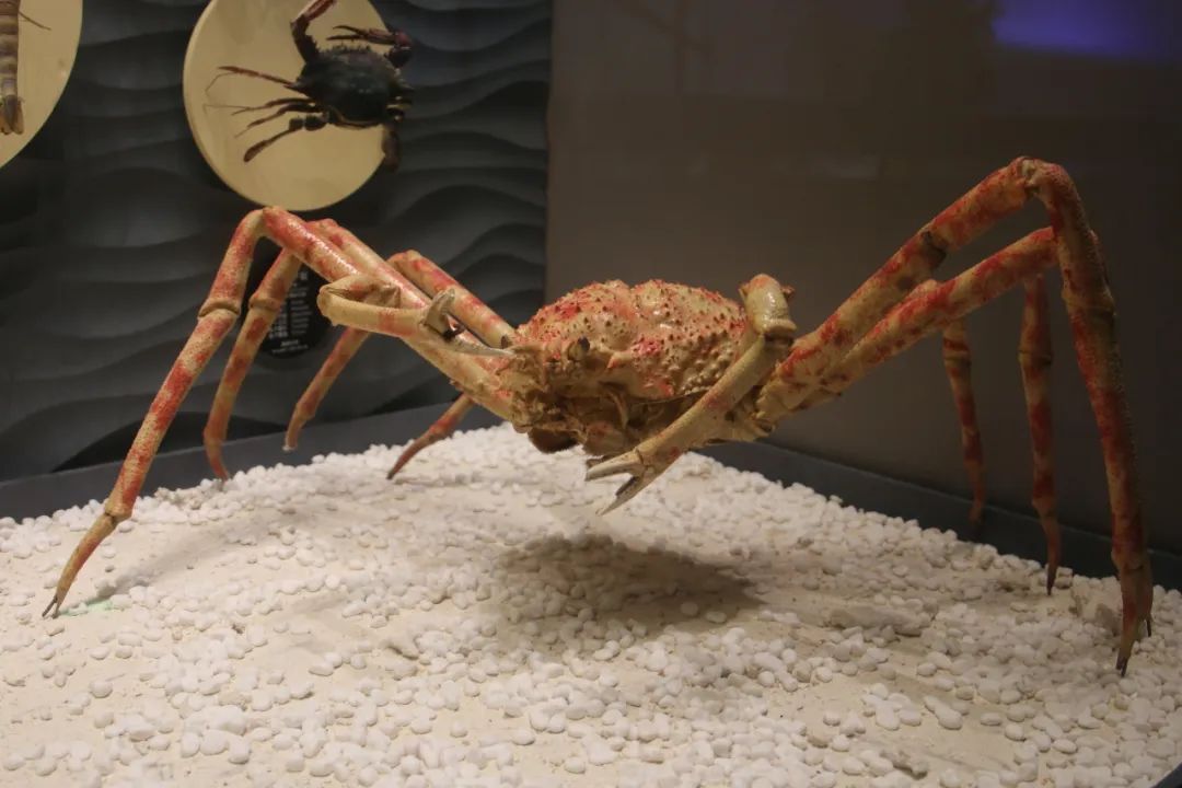 虾蟹标本
