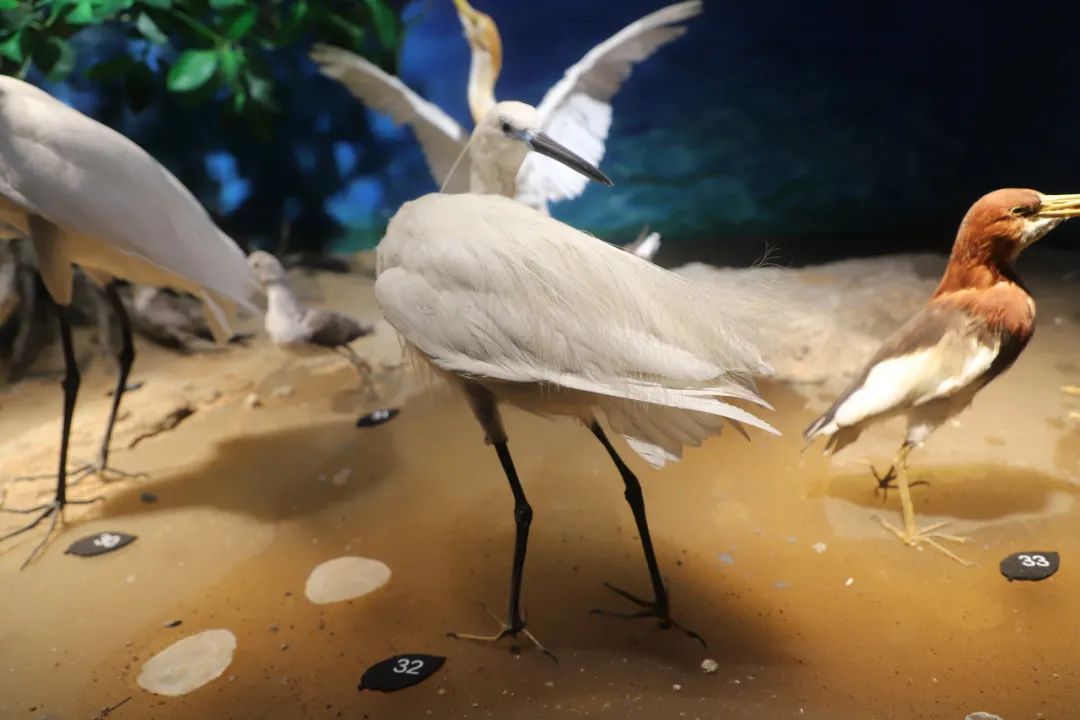 小白鹭