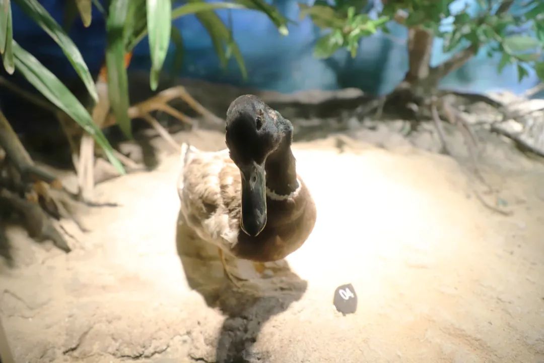 绿头鸭