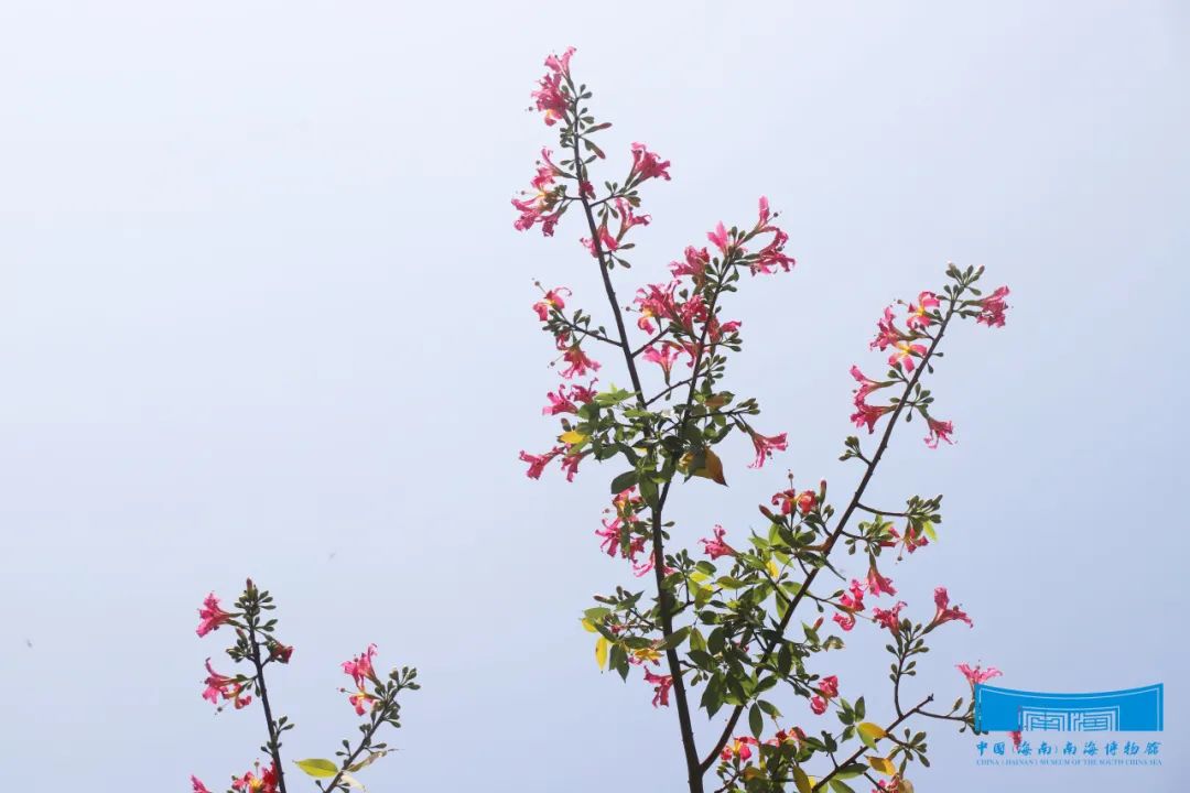 美丽异木棉花